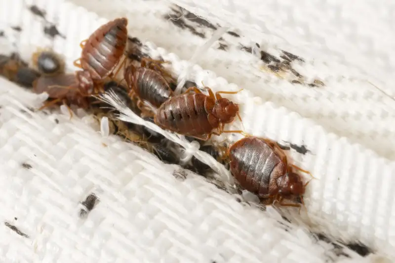 bed bugs inside a white mattress