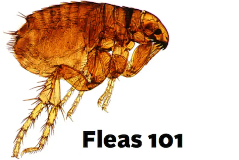 Flea control London